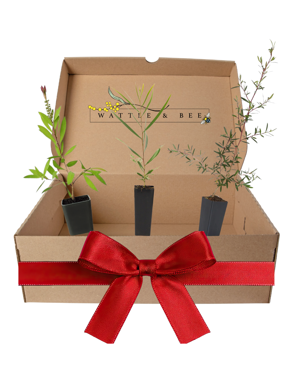 Bird-Attracting Plants - Starter Kit