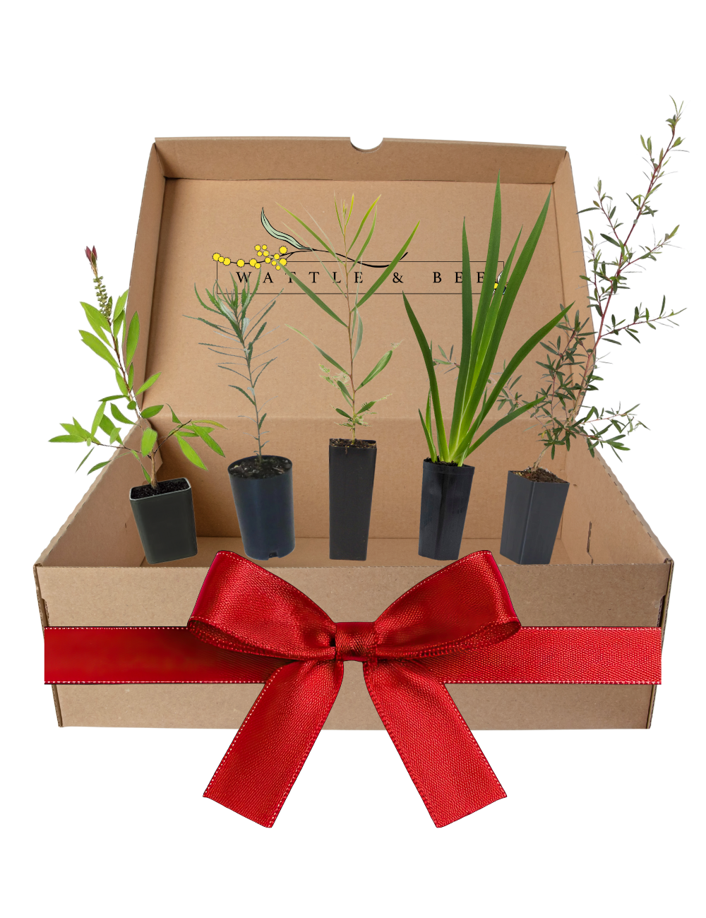 Bird-Attracting Plants - Bird Lover Kit