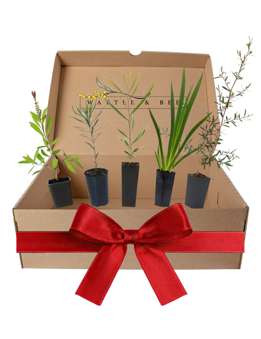 Bird-Attracting Plants - Bird Lover Kit