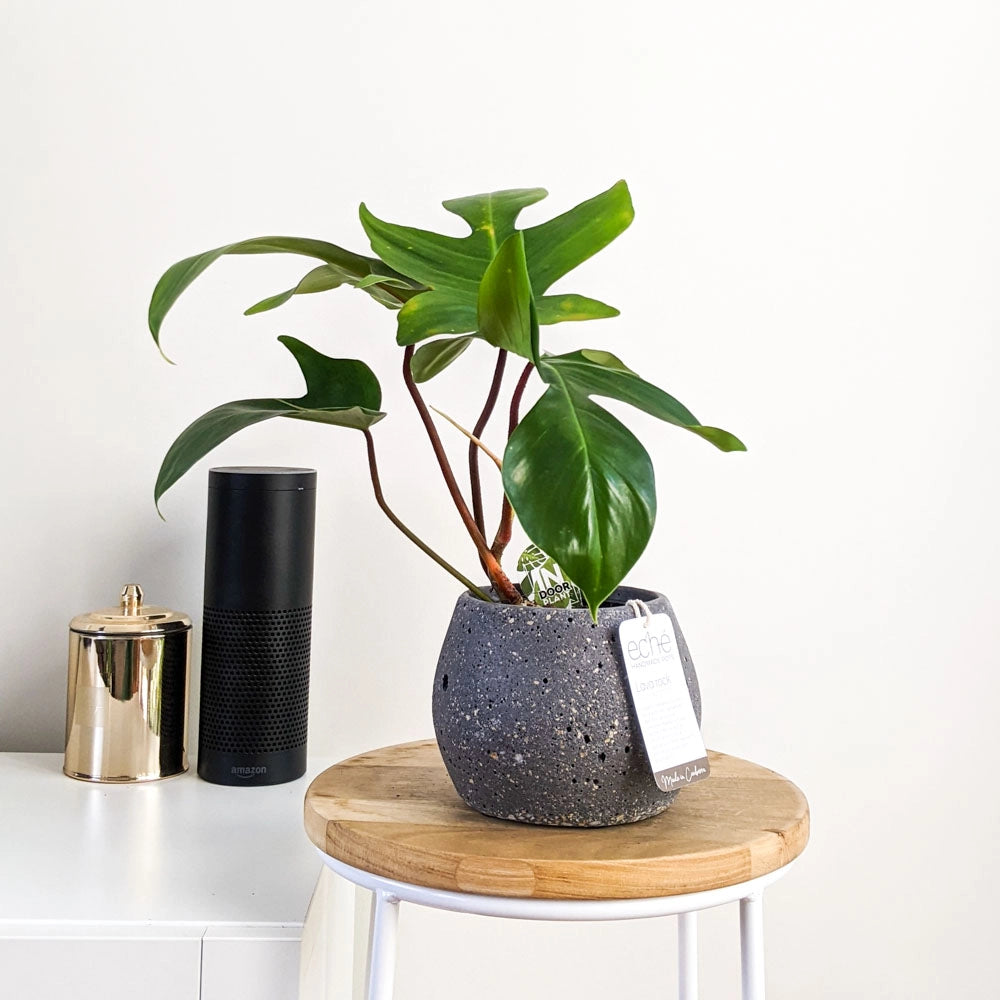 Hemp & Coconut Fibre Lava Rock Pot