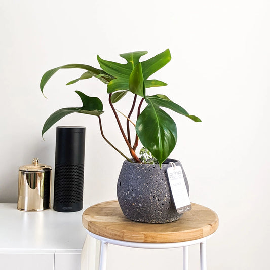 Hemp & Coconut Fibre Lava Rock Pot