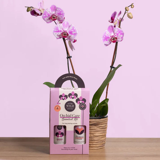 Orchid Care Kit