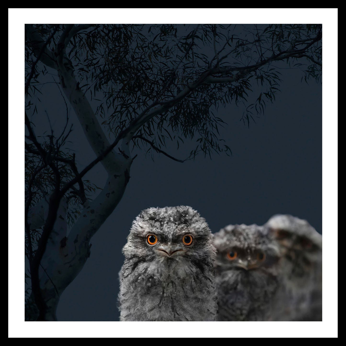 'Tawny Frogmouth Siblings' Angela Robertson-Buchanan