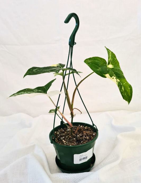 Syngonium 'Fantasy'