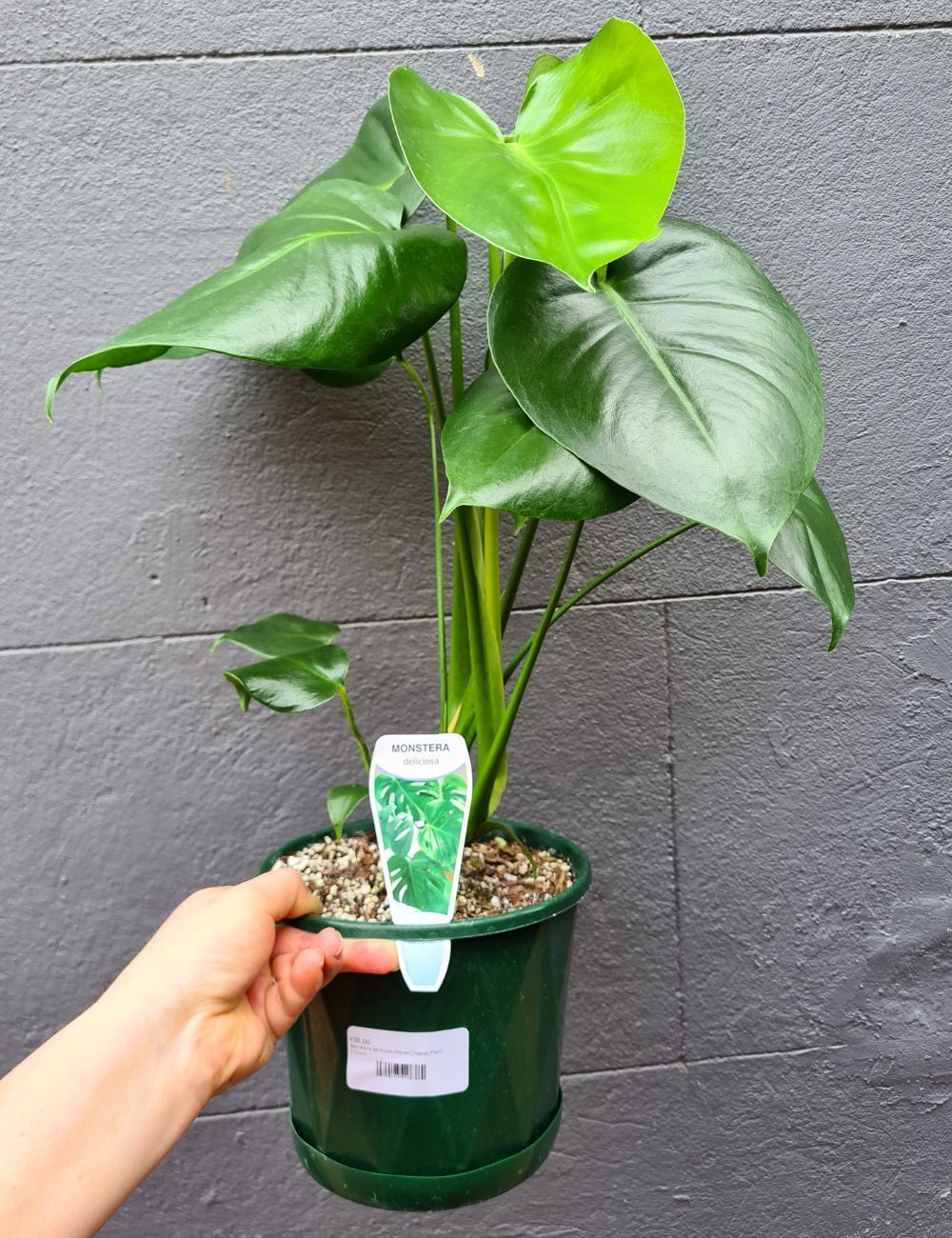 Monstera deliciosa 'Swiss Cheese Plant'