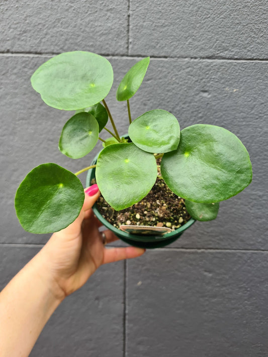 Pilea peperomioides 'Chinese Money Plant'