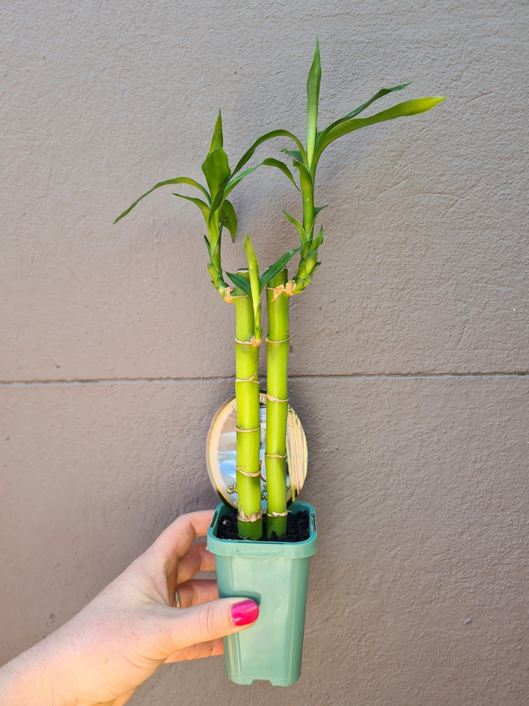 Dracaena sanderiana 'Lucky Bamboo'