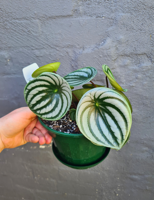 Peperomia argyreia 'Watermelon Peperomia'